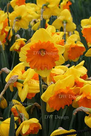 narcis akita